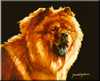 Bear Baggins - Chow Chow