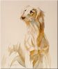 Saluki