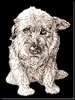 Scruffy for American Humane Society