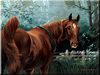 *Wadea, Valour Arabians, Smyrna, Delaware