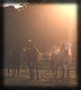 Beautiful and Athletic Arabian Broodmares.