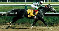 Patriot Missle+/ -- *Wiking 5/37(20-10-2)10-7 x Toppers Starlight