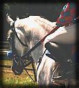 Dedicated to producing the world's finest horses.